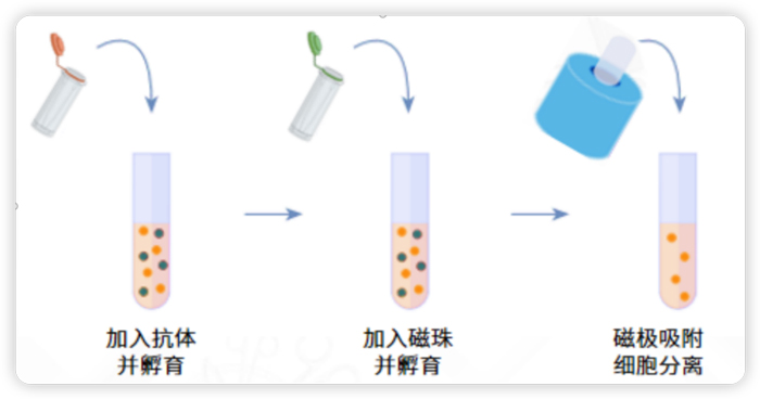 磁珠分选是选有柱式还是无柱式? 磁珠分选是选有柱式还是无柱式?