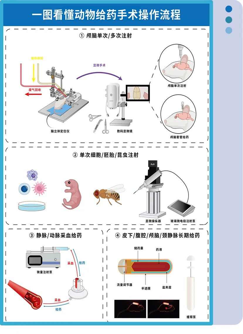 动物给药手术实验操作流程