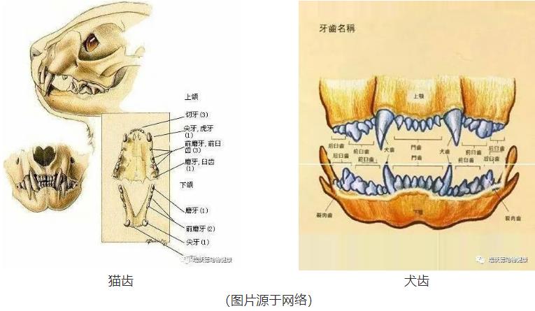 犬猫全口腔的牙齿