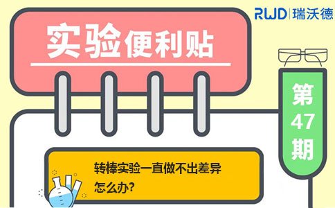 转棒实验一直做不出差异怎么办？