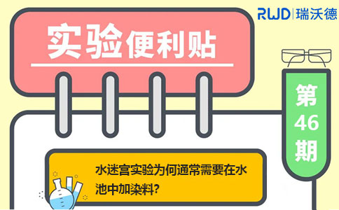 水迷宫实验为何通常需要在水池中加染料？