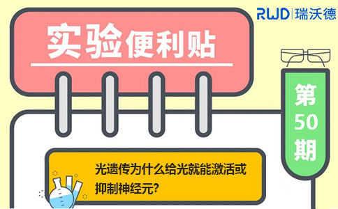 光遗传为什么给光就能激活或抑制神经元？