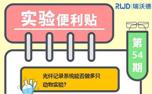 光纤记录系统能否做多只动物实验？