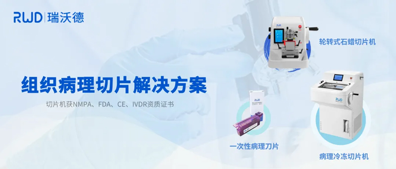 小鼠乳腺组织病理制片指南