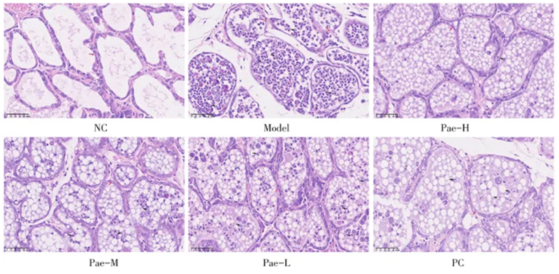 小鼠乳腺组织病理制片指南