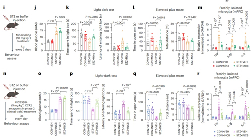 高血糖激活神经元CCL2表达导致糖尿病相关焦虑障碍