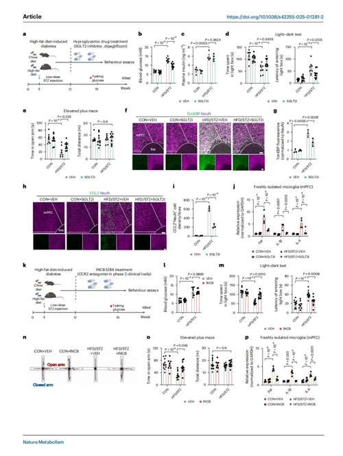 高血糖激活神经元CCL2表达导致糖尿病相关焦虑障碍