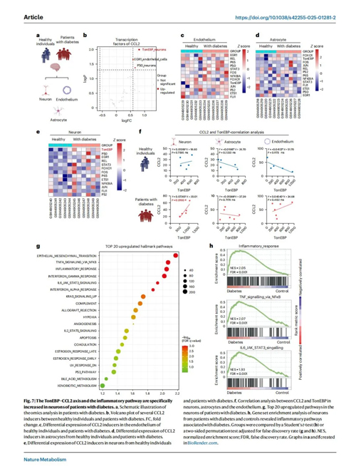 高血糖激活神经元CCL2表达导致糖尿病相关焦虑障碍