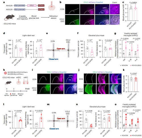 高血糖激活神经元CCL2表达导致糖尿病相关焦虑障碍