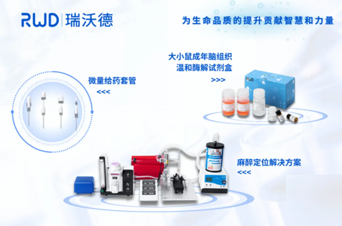 高血糖激活神经元CCL2表达导致糖尿病相关焦虑障碍