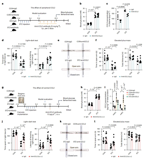 高血糖激活神经元CCL2表达导致糖尿病相关焦虑障碍
