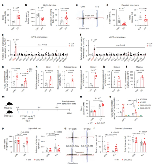 高血糖激活神经元CCL2表达导致糖尿病相关焦虑障碍
