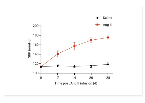 Ang Ⅱ诱导C57BL/6小鼠高血压造模全流程