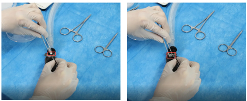 Ang Ⅱ诱导C57BL/6小鼠高血压造模全流程