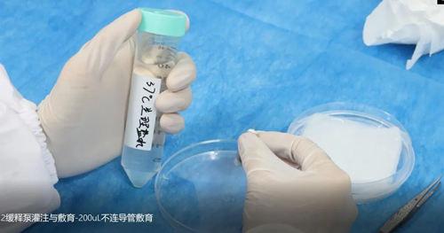 Ang Ⅱ诱导C57BL/6小鼠高血压造模全流程