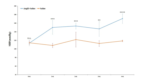 Ang Ⅱ诱导C57BL/6小鼠高血压造模全流程